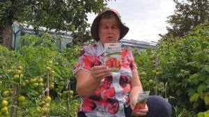 Обзор томатов в открытом грунте. Грунтовые томаты без фитофторы.