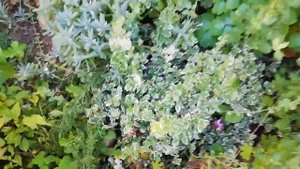 Бересклет форчуна. Размножение.