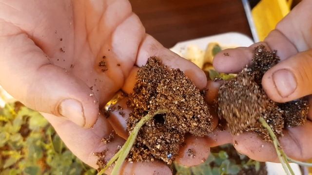 Очередной эксперимент кампанула + Пеларгония ангел. смотреть онлайн