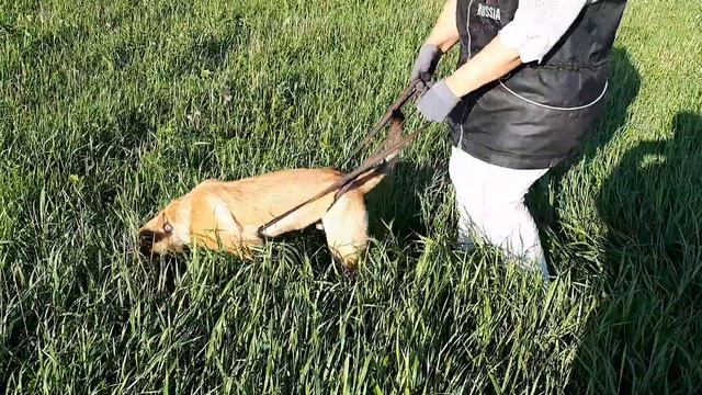 Еранга с Дальнего кордона. 4 мес. смотреть онлайн