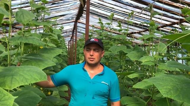 Сколько можно заработать на огурцах .