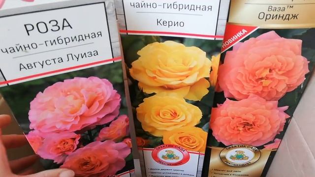 Невероятные новинки роз для моего сада