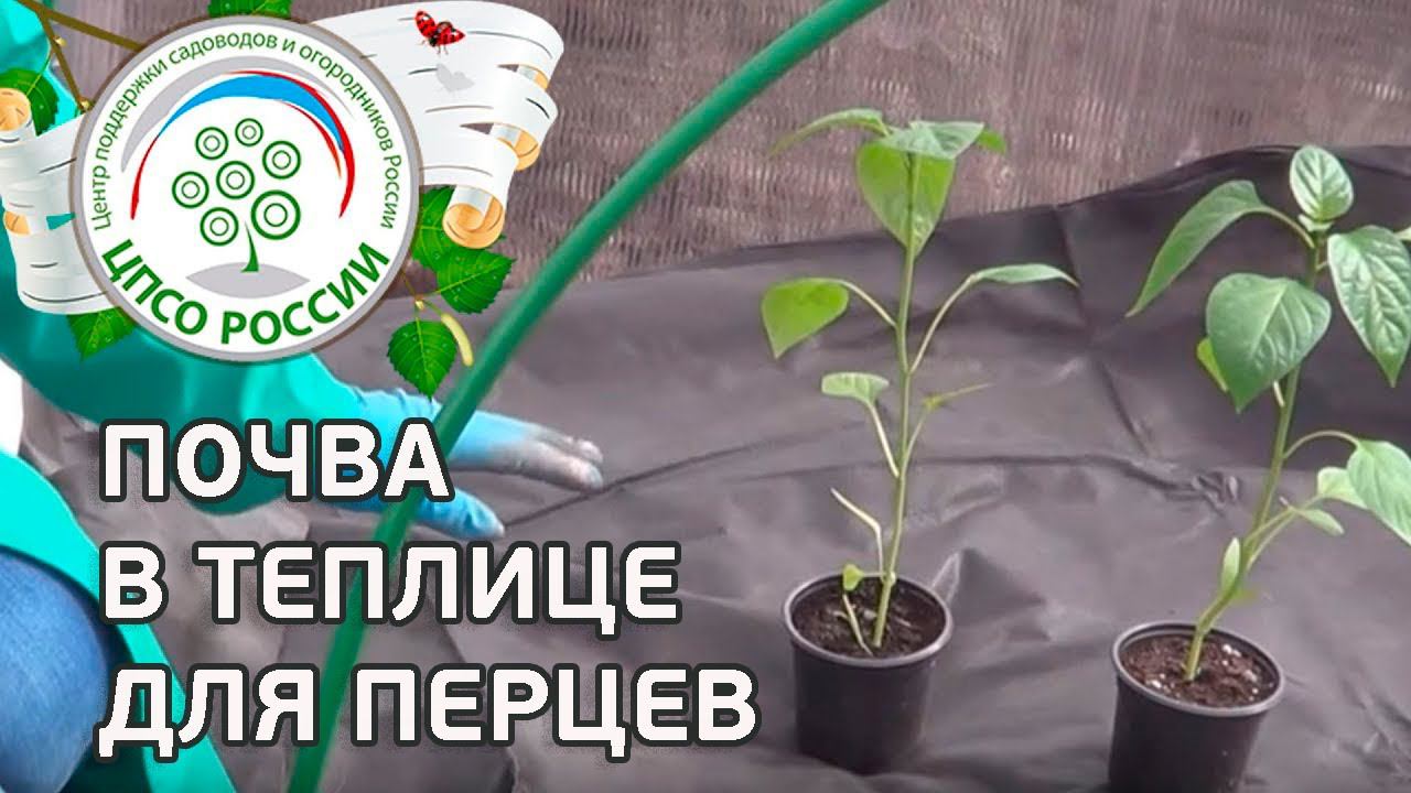 Перец. Готовим теплицу и рассаду перцев к посадке. Закаливание рассады.