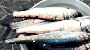 Море закипело из за нашествия селёдки в Магаданской области