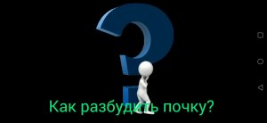 Как оживить почку?