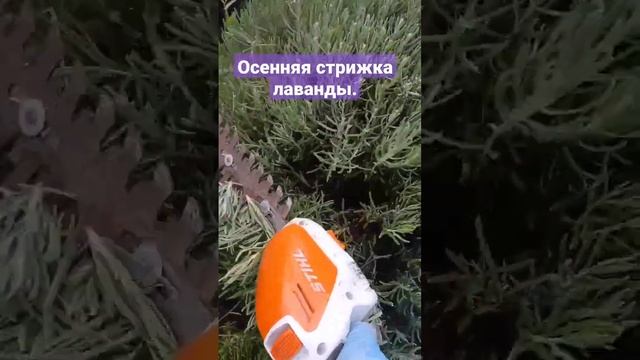 когда нужно стричь лаванду? Осенняя стрижка лаванды,подготовка к зимовке.