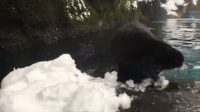 Животные радуются снегу, как дети смотреть онлайн