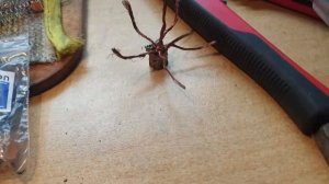 Меднографитовая щетка