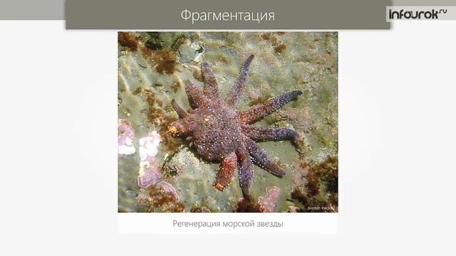 Способы размножения организмов   Биология 10 класс #20   Инфоурок