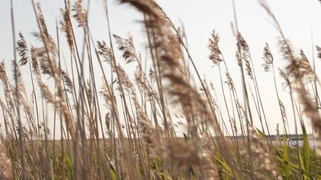 Н. »детали за скобками » » » »»»»» Залив Параниха Двинской губы Белого моря.