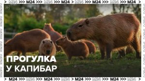 Москвичам показали кадры капибар из зоопарка - Москва 24