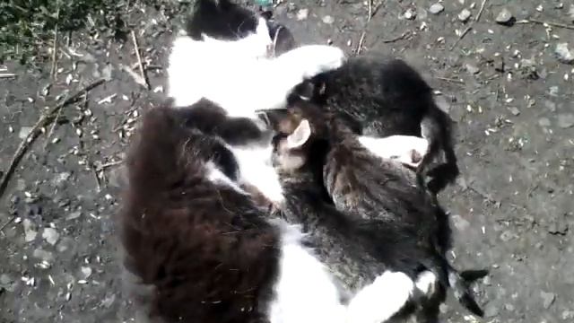 Котята и их папа :-