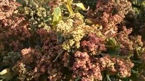 Киноа в Подмосковье - Зерновая Лебеда в Усадьбе Гусево