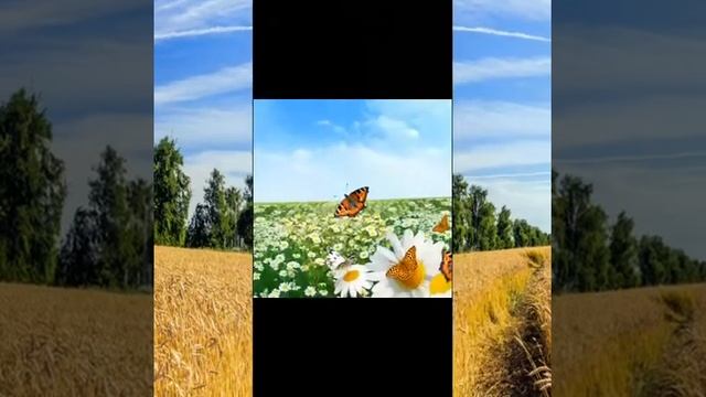 Стихи о природе/ Русское поле/ Авторские стихи