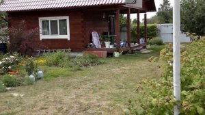 КРАСИВО НА ДАЧЕ! РОЗЫ!