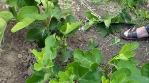 Инжир -горизонтальный  кордон.