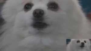 Gabe The Dog Compilation