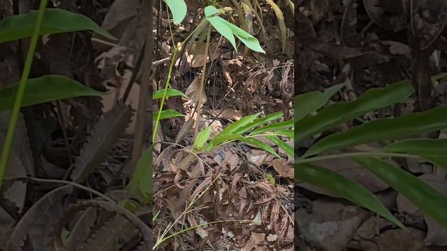 Похоже был маленький варан смотреть онлайн