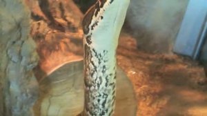 Random African Rock Python