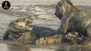 10 Most Amazing facts about crocodiles | muggermuch pathar ? kyu khata hai | Hindi /  Urdu