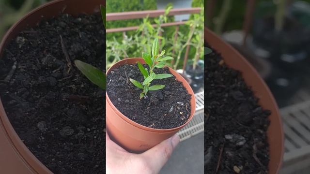 Угодай... Какое дерево растет в горшочке??? смотреть онлайн