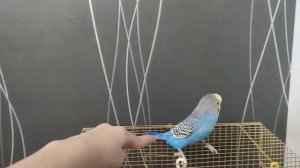 наш любимый волнистый попугайчик Кеша 1