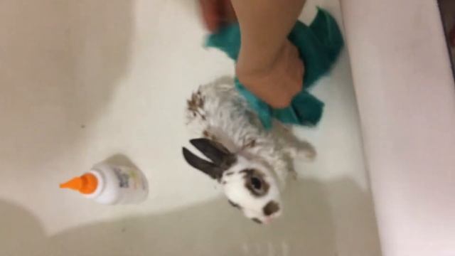 Кролик помылся! смотреть онлайн