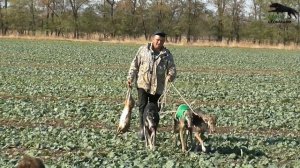 Испытание борзых собак 24 10 20г