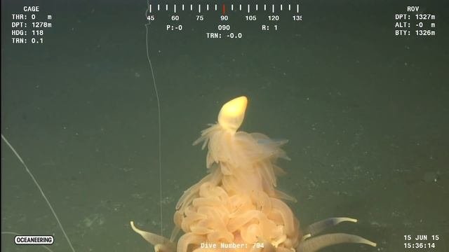 Rhizophysid Siphonophore