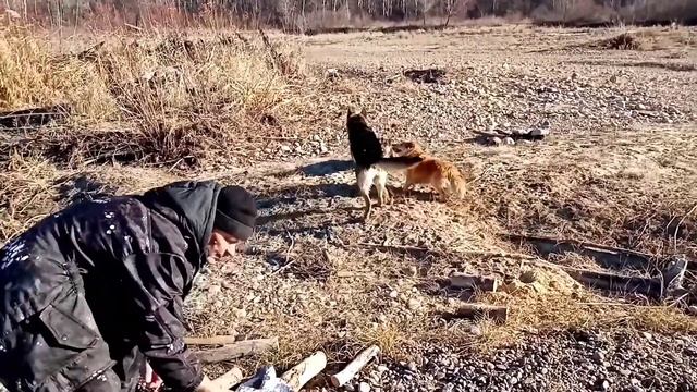 Рыбацкая уха на костре// Хочу пожрать от бати// Готовим на природе уху// Деревенская уха. смотреть онлайн