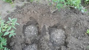 ИМБИРЬ - ВЫРАЩИВАНИЕ В ОТКРЫТОМ  ГРУНТЕ