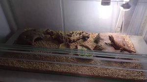 Террариум для бородатой агамы