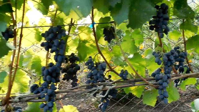 Велес и Бажена Огромные Грозди Винограда смотреть онлайн