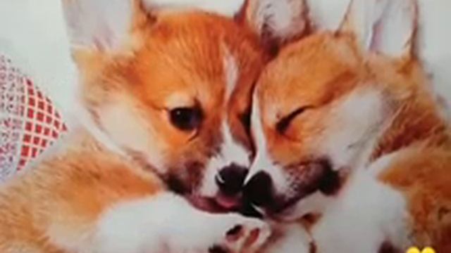 Какая ты порода собаки по знаку задиака. смотреть онлайн