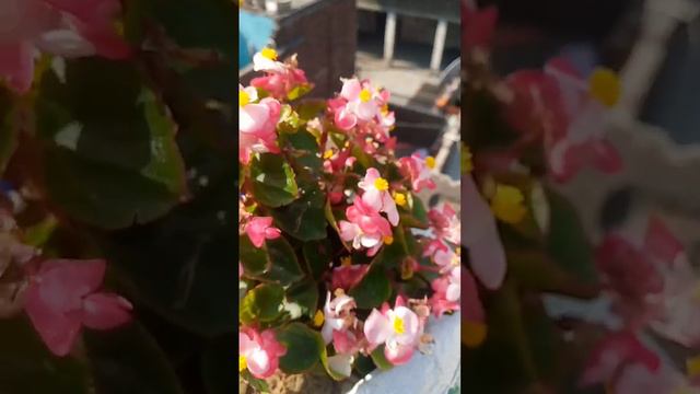 heavy flowering begonia plant beautiful flowers