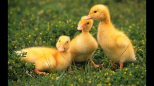 Звуки животных и птиц