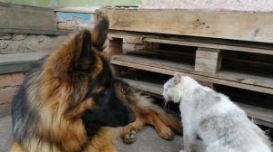 Кот напал на немецкую овчарку и победил.Дружба собаки и кота как она есть.German shephard.