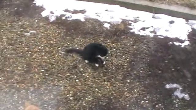 Кошка Муська смотреть онлайн