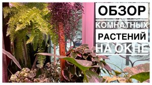 Обзор комнатных растений на окне _ 17.12.2022г.