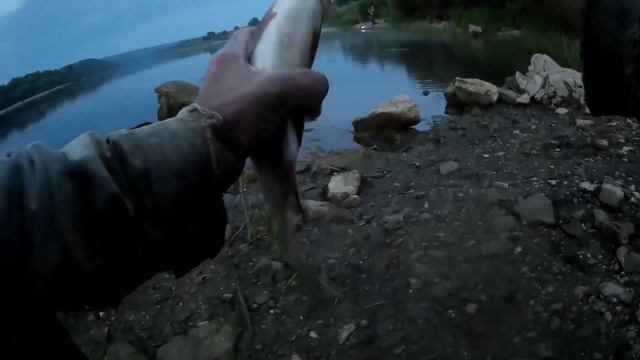 Ночная рыбалка со светлячком. Густера и подуст.