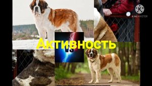 Кто сильнее Сенбернар или Московская сторожевая