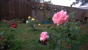 rosas bonitas ~ rosas hermosa ~ Queen Elizabeth