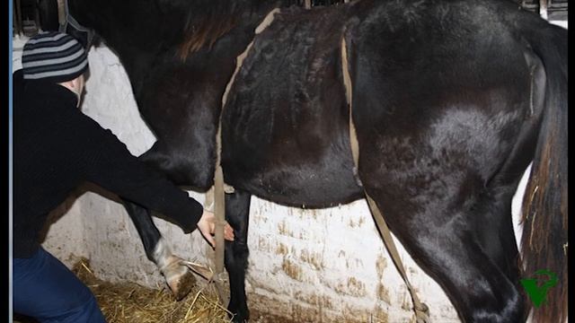 простой способ лечения пупочных грыж у лошадей, simple way to treat umbilical hernia in horses