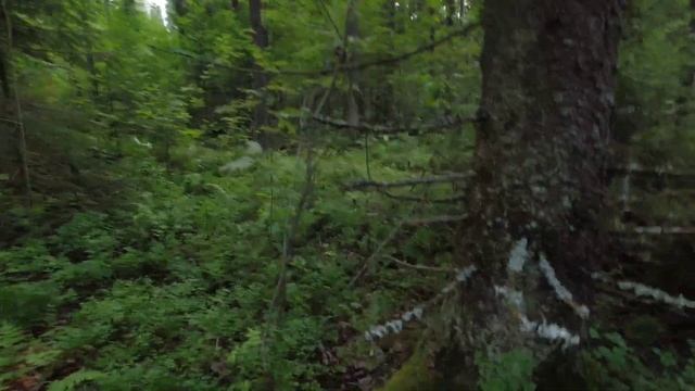 Тихая охота с тёщей смотреть онлайн