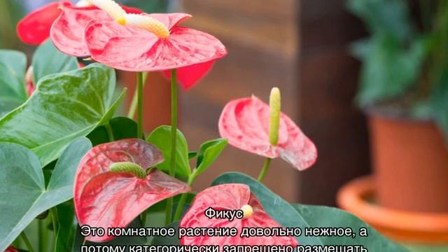 Тенелюбивые комнатные растения и теневыносливые цветы смотреть онлайн