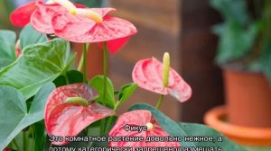 Тенелюбивые комнатные растения и теневыносливые цветы