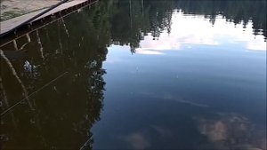 СНАСТЬ И ОСНАСТКА НА ОСЕТРА. НА ПРАКТИКЕ В КЛЁВОМ МЕСТЕ, ЛОСИНЫЙ ОСТРОВ