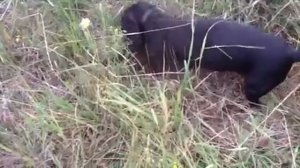 Такса в норе