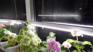 Подсветка пеларгонии зимой. Какую лампу лучше выбрать, как установить без креплений.