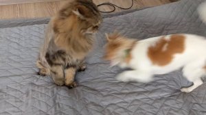 собачье кунг-фу: затаившийся лев